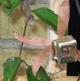robo bees